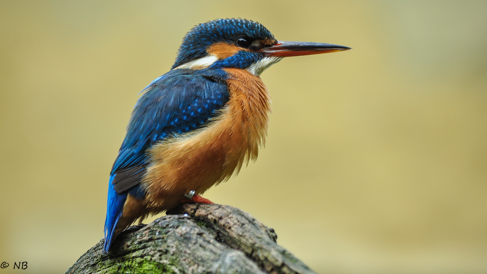 "Adultes Eisvogelweibchen"