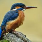 "Adultes Eisvogelweibchen"