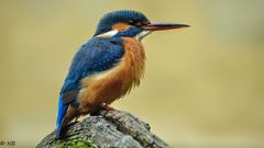 "Adultes Eisvogelweibchen"