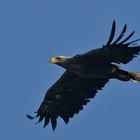 adultes Seeadler Männchen