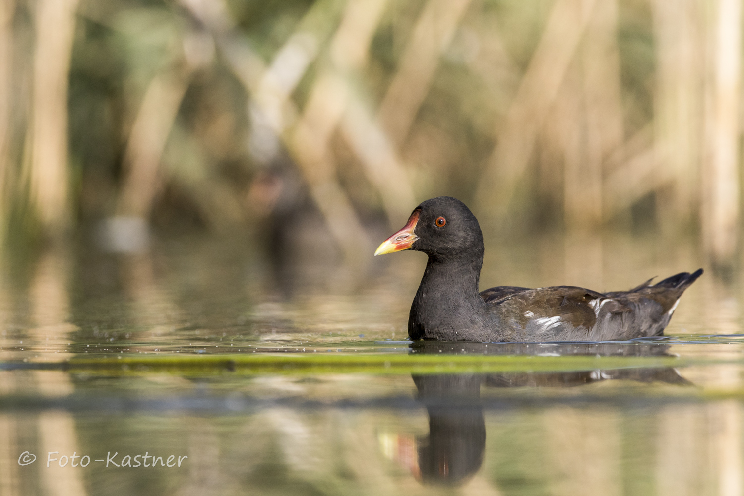 adultes Teichhuhn (Gallinula chloropus)