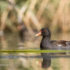 adultes Teichhuhn (Gallinula chloropus)