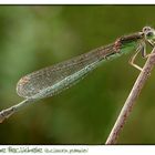 Adultes Weibchen der Kleinen Pechlibelle (Ischnura pumilo)