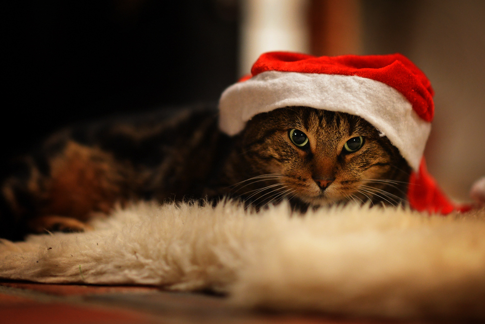 <em>Advent</em> Foto &amp; Bild tiere, haustiere, katzen Bilder auf