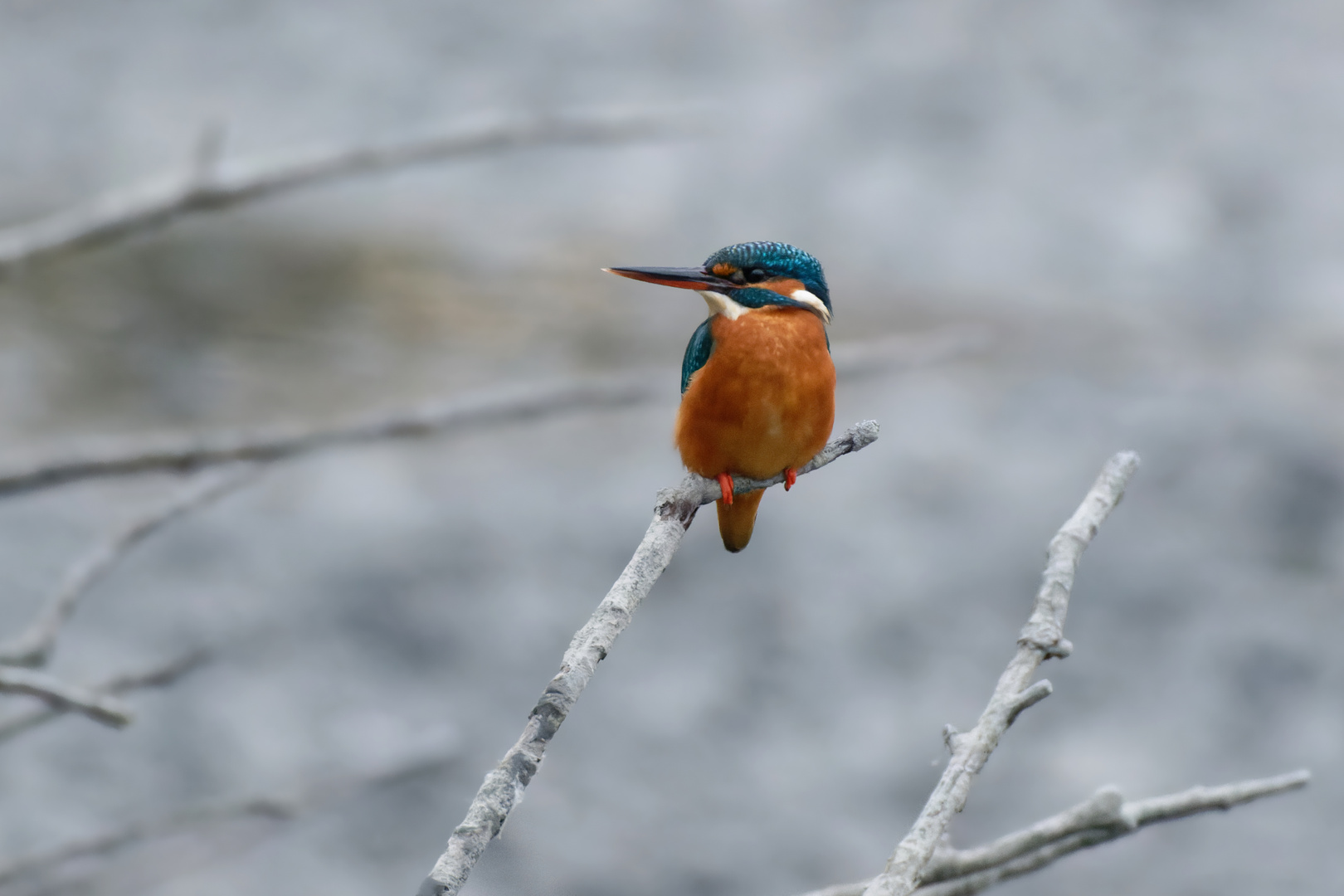 Advent, Advent, ein Lichtlein brennt...oder ein Eisvogel leuchtet im Novembergrau