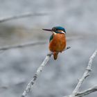 Advent, Advent, ein Lichtlein brennt...oder ein Eisvogel leuchtet im Novembergrau