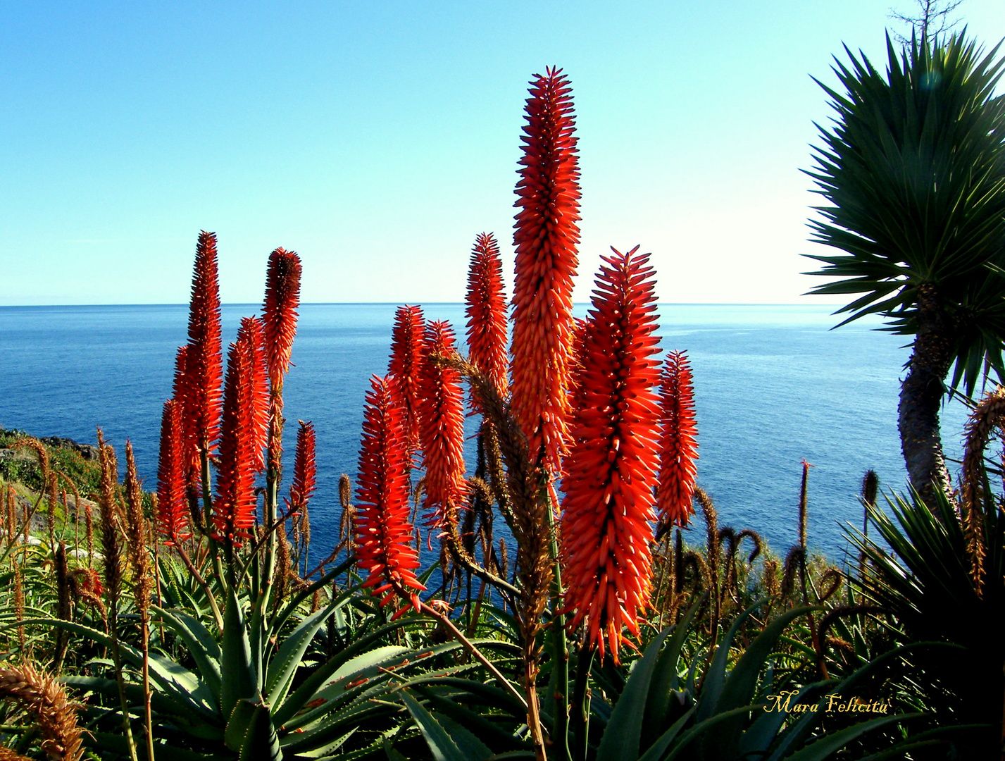 Advent auf Madeira