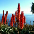 Advent auf Madeira