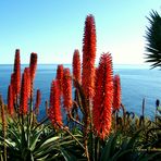 Advent auf Madeira