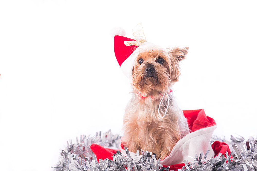 Advent Foto &amp; Bild hunde, natur, portrait Bilder auf