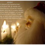 Advent