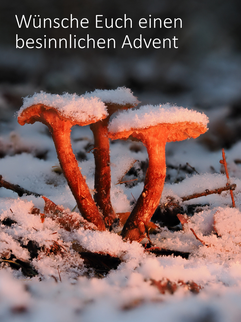 Advent