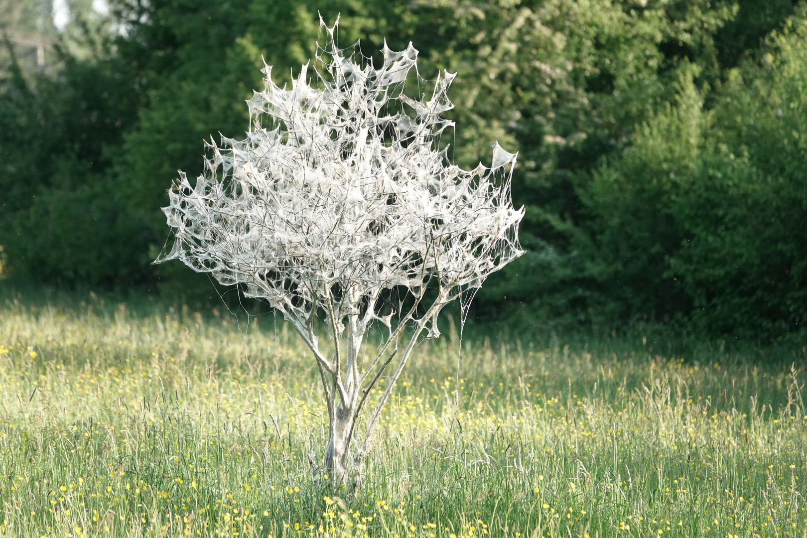 Advent im Sommer