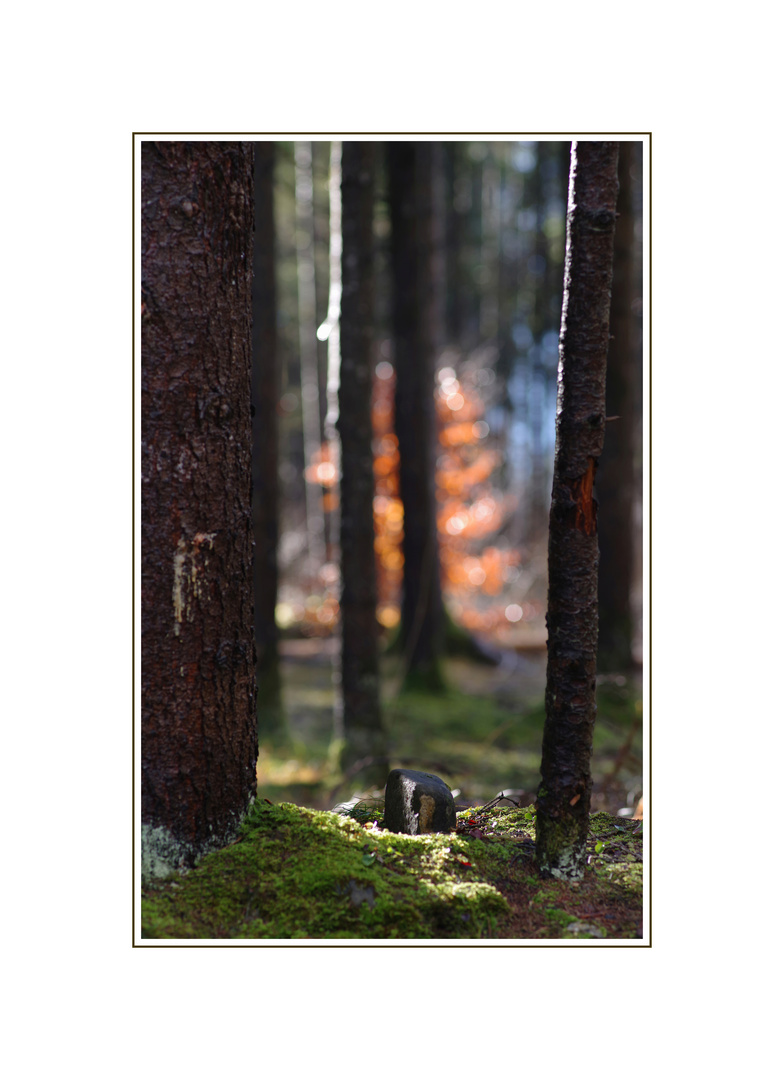 Advent im Tannenwald