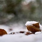 Advent im verschneiten Wald