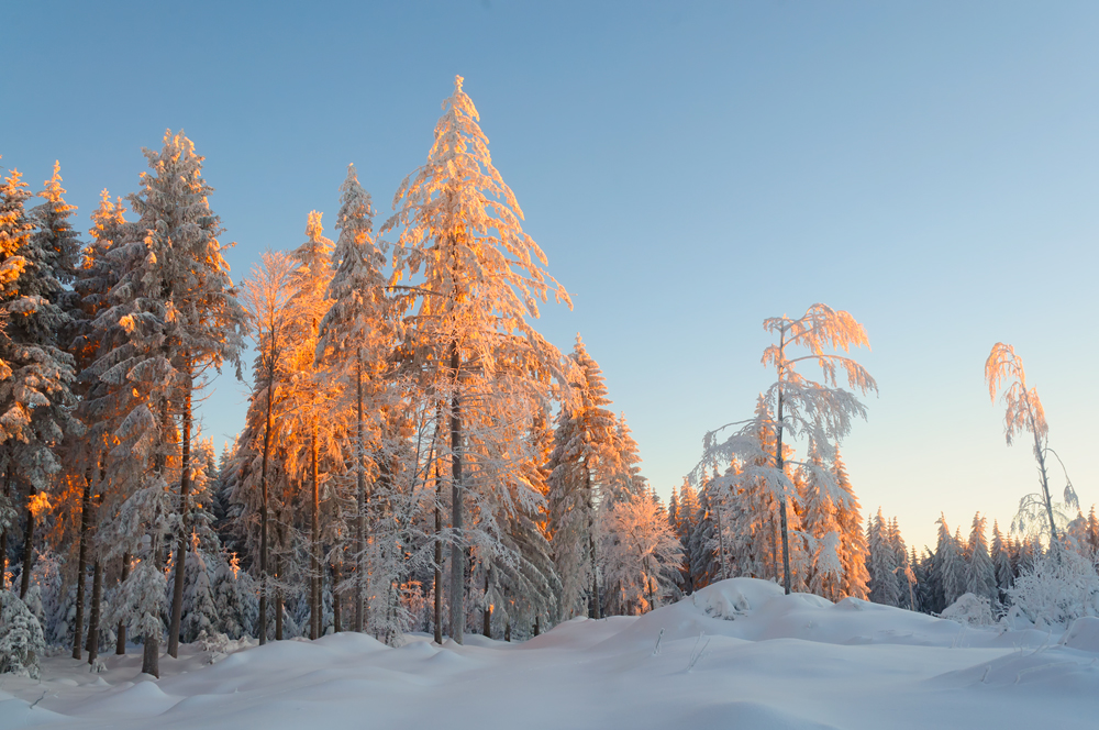 Advent im Wald