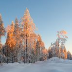 Advent im Wald