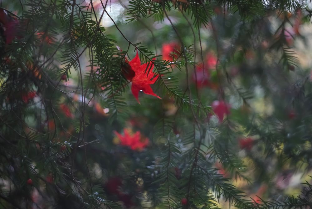 Advent im Wald