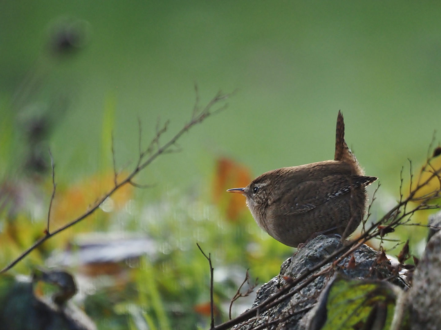 &amp;quot;Advents-Kugel&amp;quot;..... Foto &amp; Bild | tiere, wildlife, wild lebende vögel ...