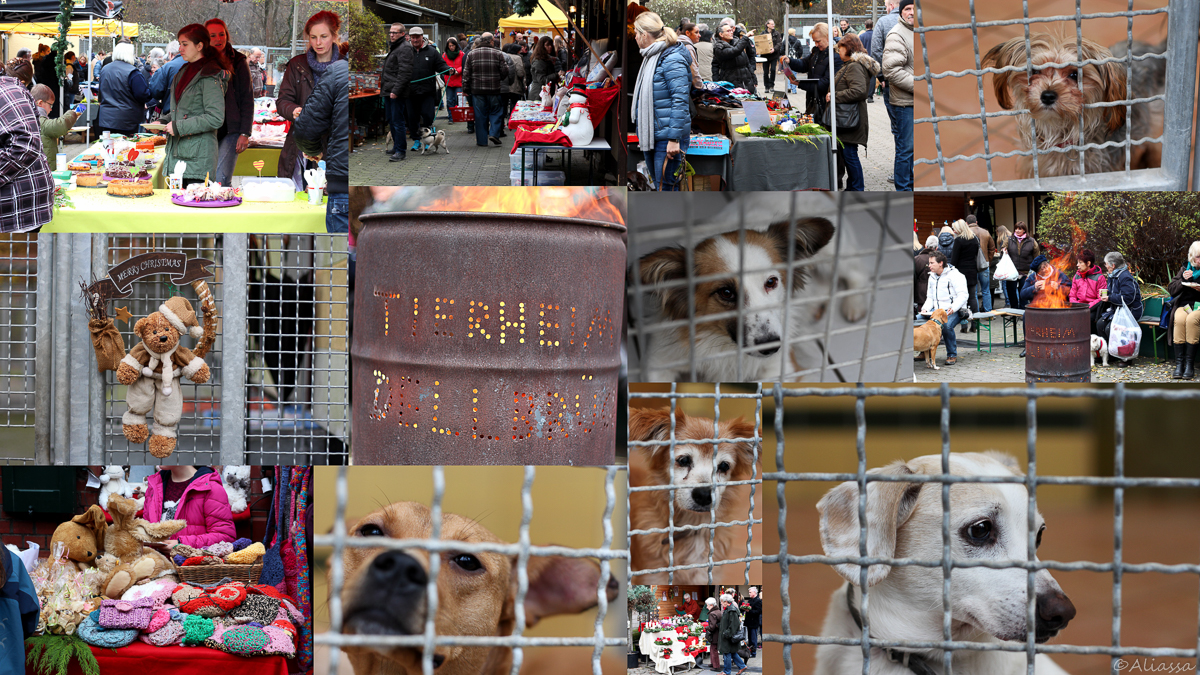 Adventsbasar im Tierheim