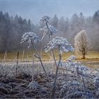 Adventsspaziergang