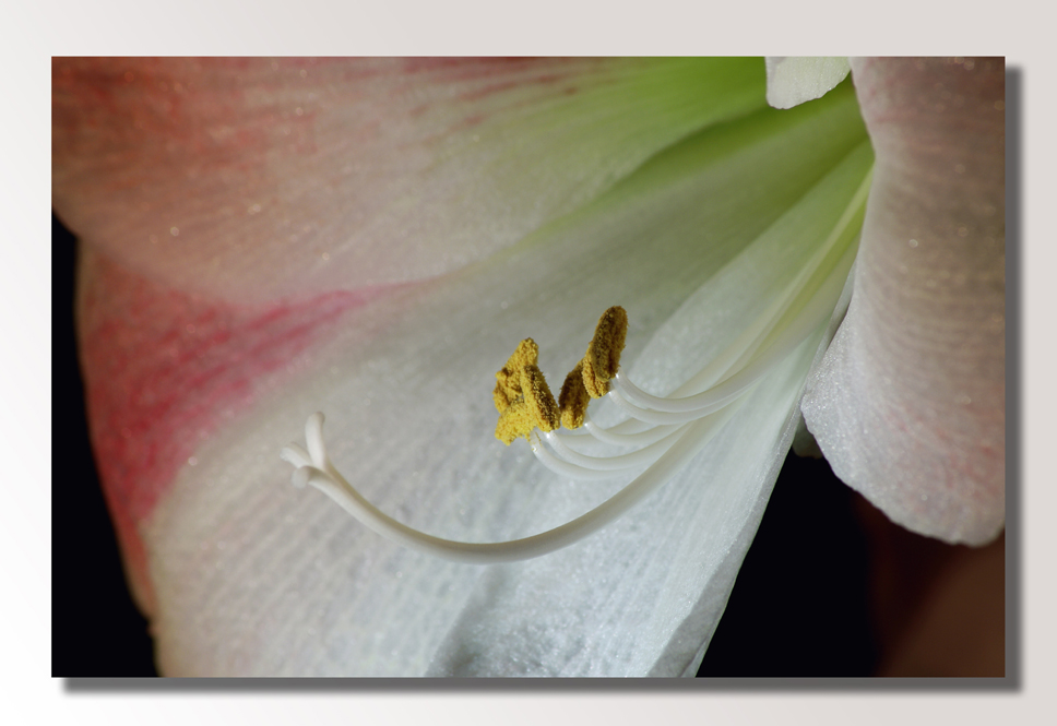 Adventszeit...Amaryllis