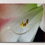 Adventszeit...Amaryllis