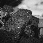 Adventure Danbo