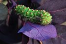 Portrait Macro de manuvosges