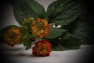 Lantana von HG-Foto