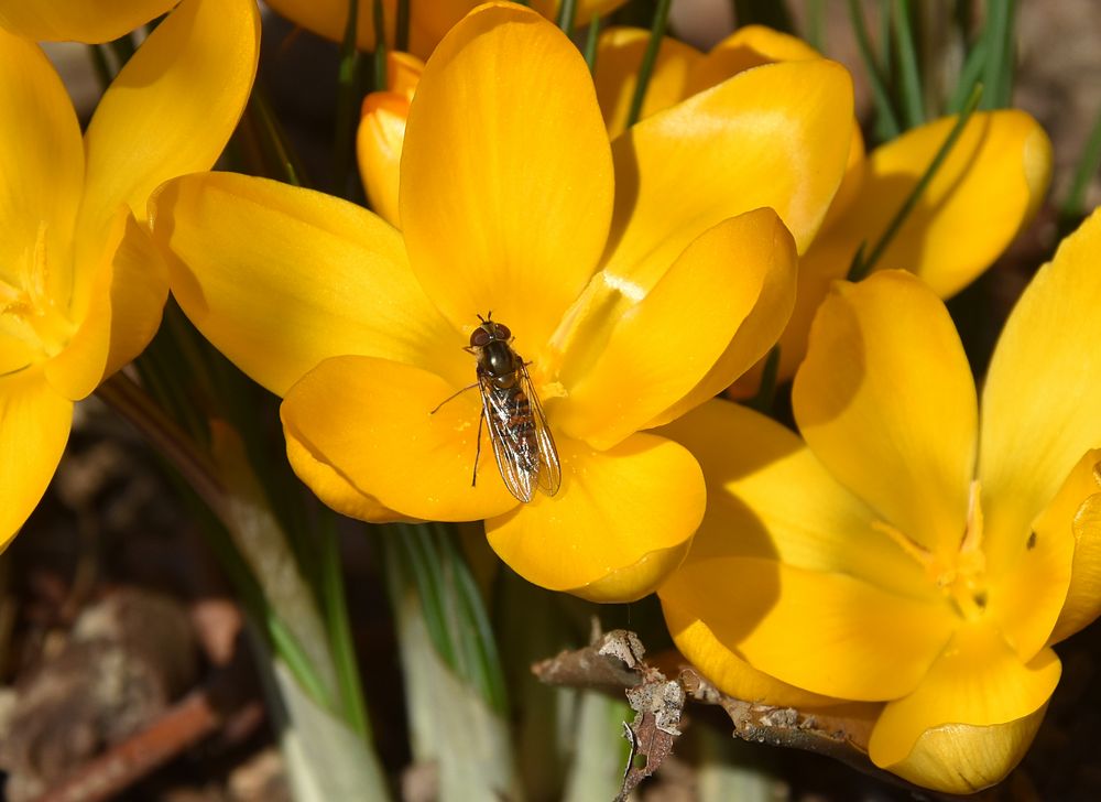 Frühling von 1 iwonka