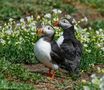   - Papageitaucher Paar - von Wolfgang Zerbst - Naturfoto