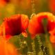 Roter Mohn in der goldenen Stunde.