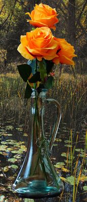 aea.116 rosas en río lobos