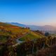 Blue Hour on Vineyard