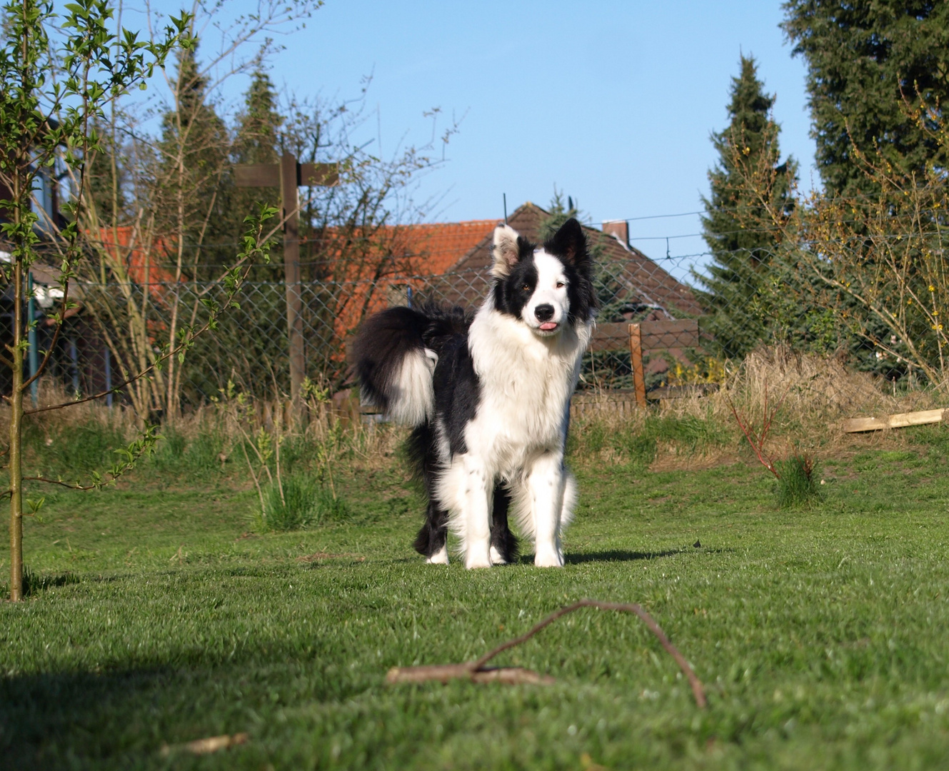 ÄÄÄH - Wie jetzt !!! Alzheimer beim Hund??!!