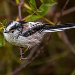 "Ääähem - da wär noch mal das Schwanzmeiser'l"