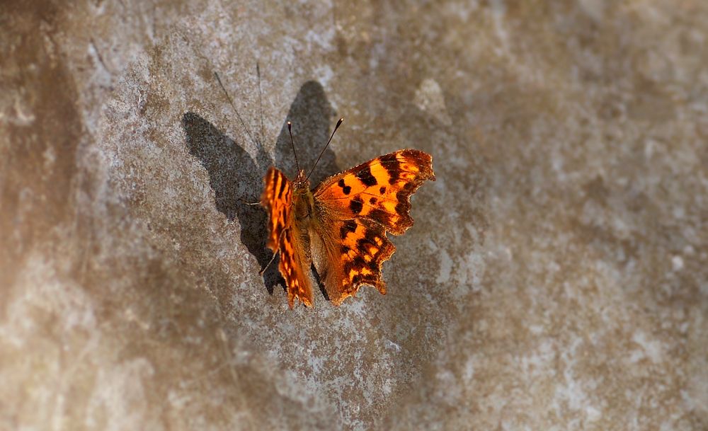 Shadow on the wall von Gabi Fetscher