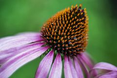 Aechinacea