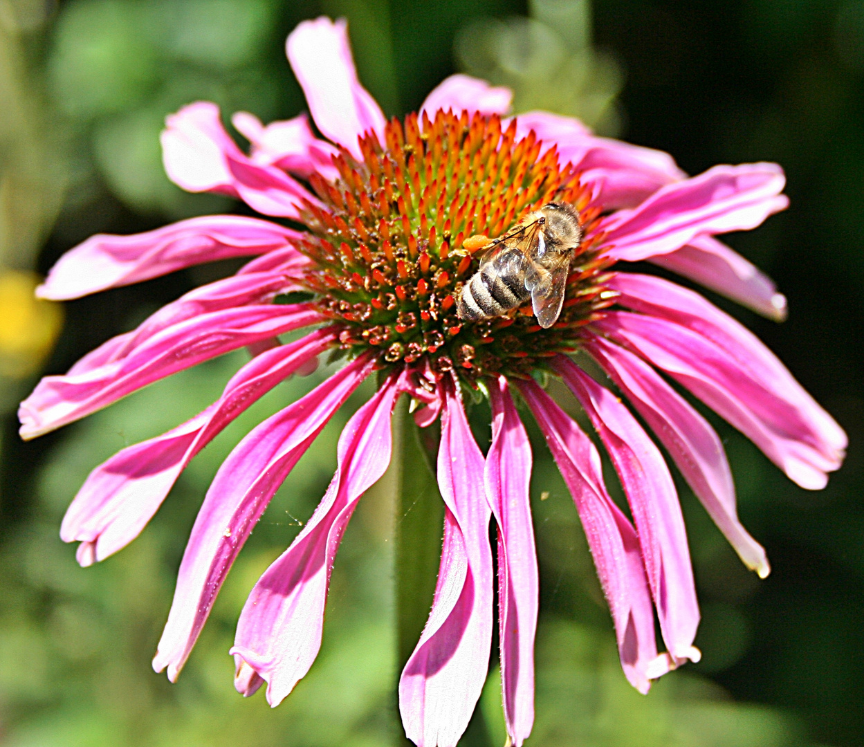 Aechinacea