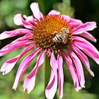 Aechinacea