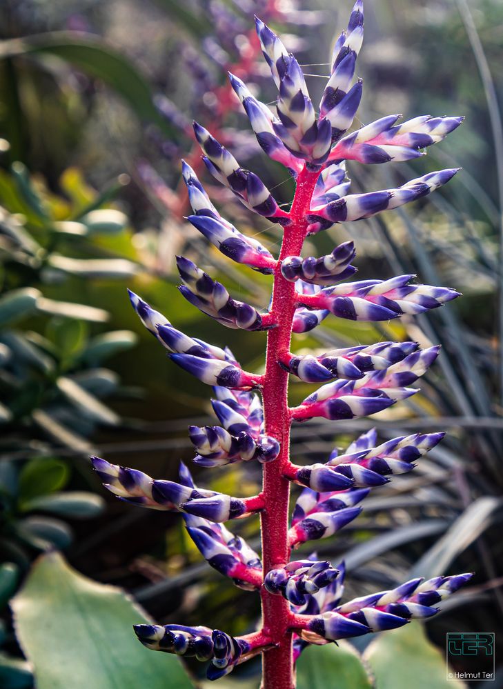  Aechmea Blue Rain 