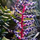  Aechmea Blue Rain 