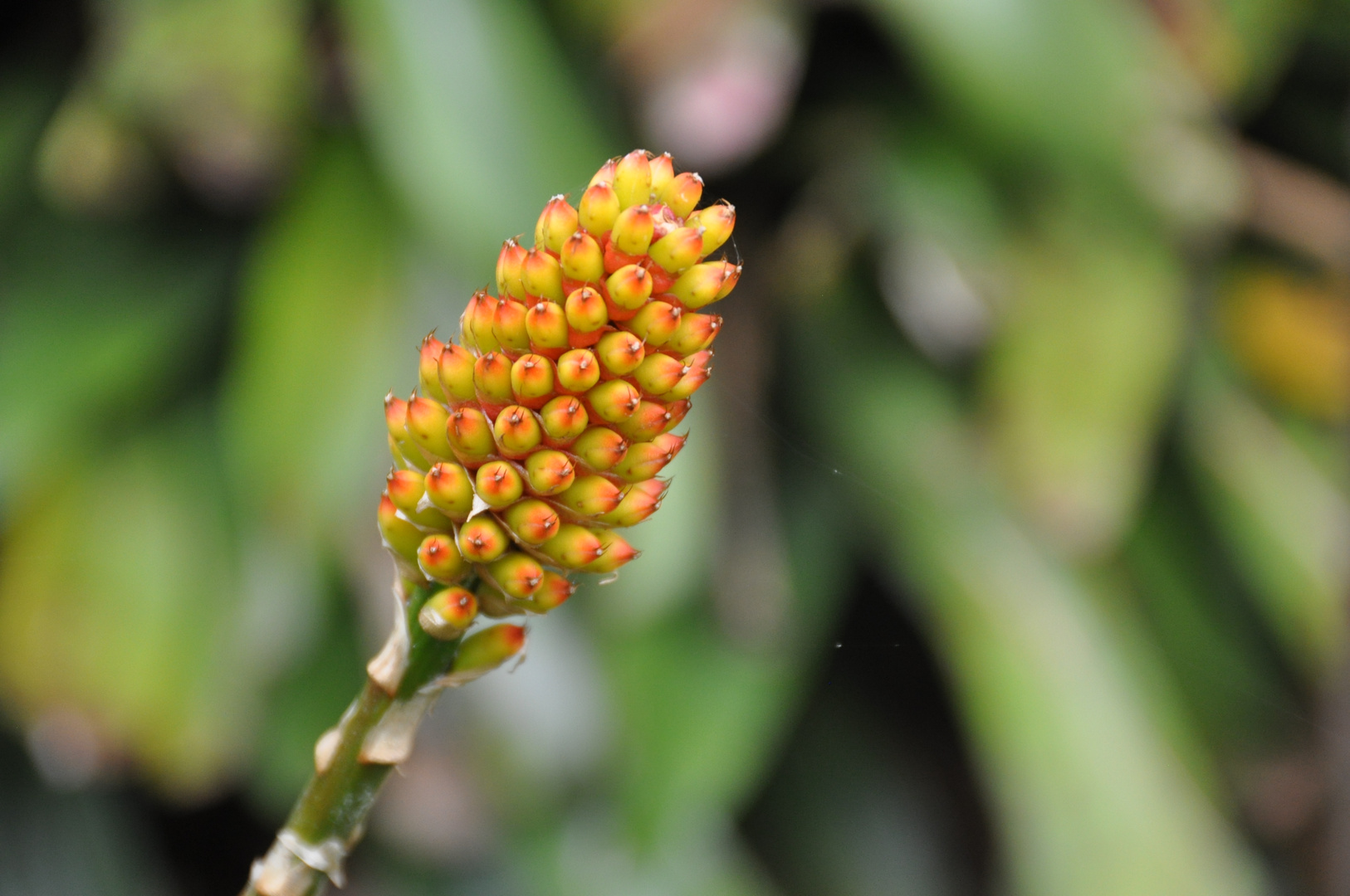 Aechmea comata