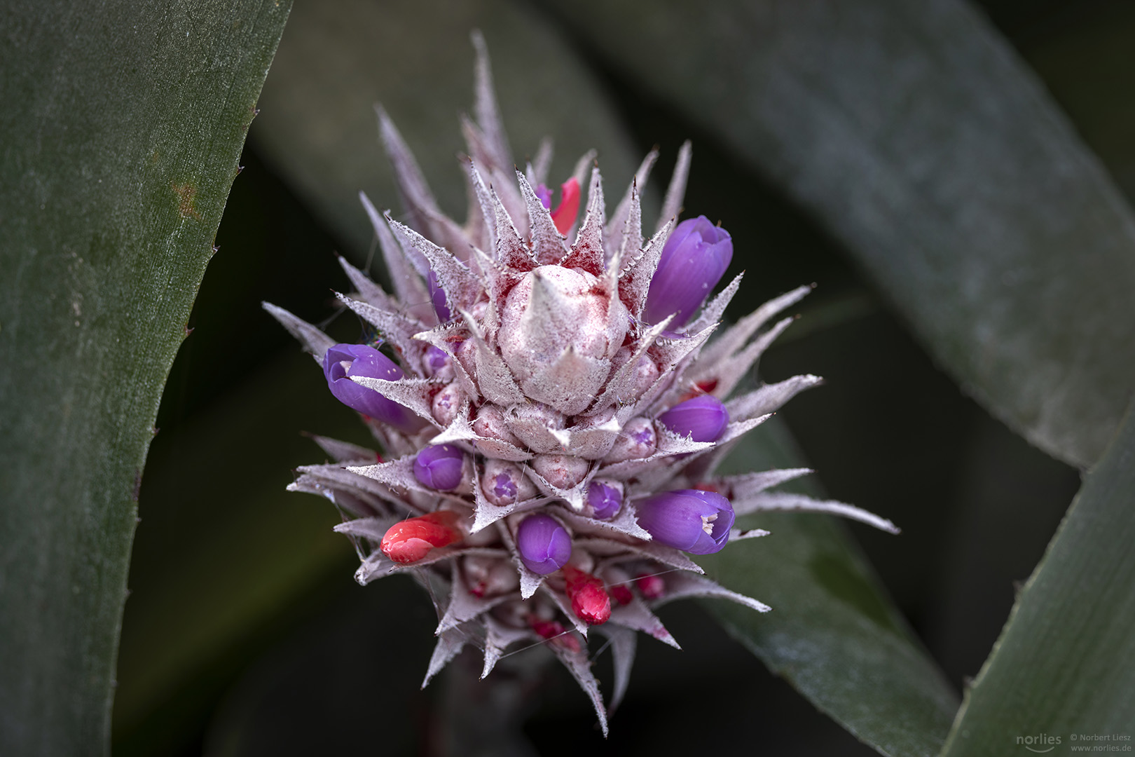 aechmea dealbata