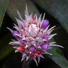 aechmea dealbata