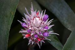 aechmea dealbata