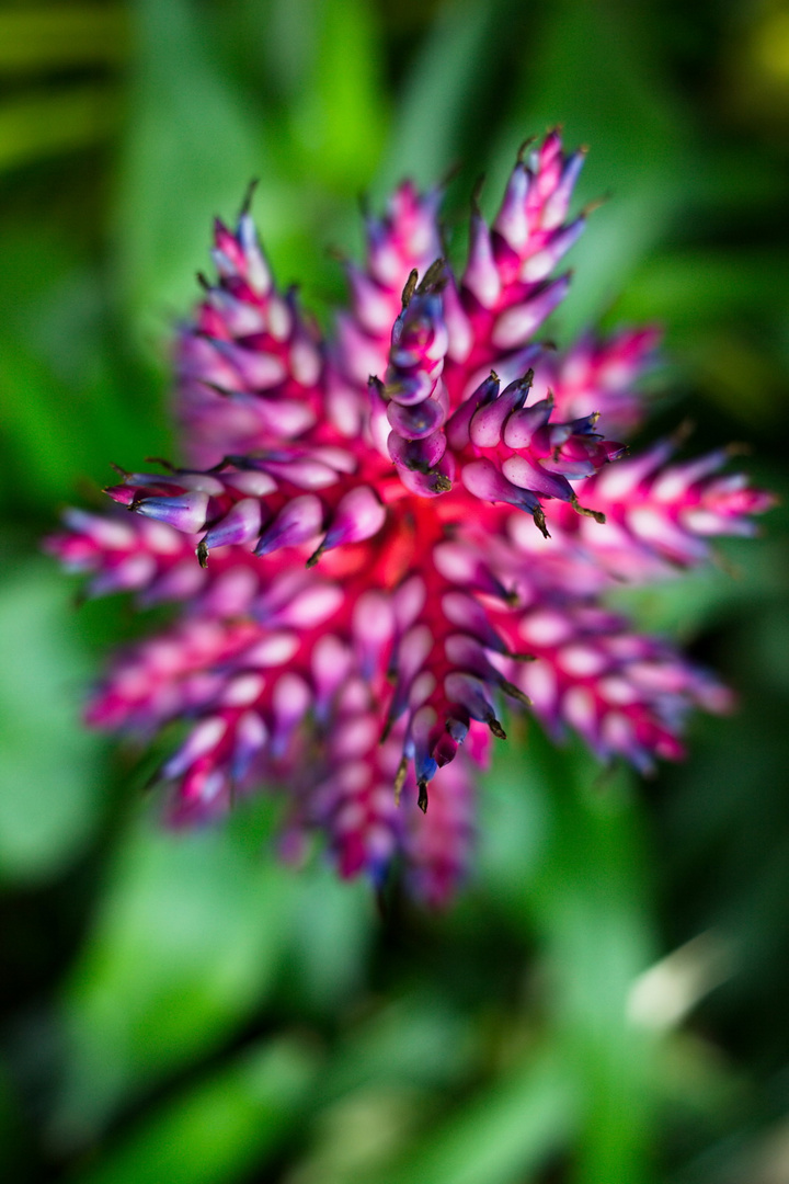 Aechmea del mar