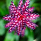 Aechmea del mar