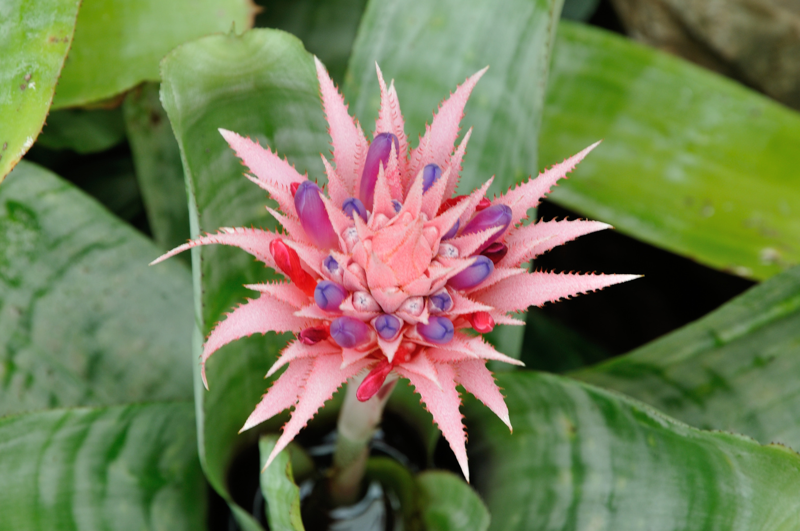 Aechmea fasciata